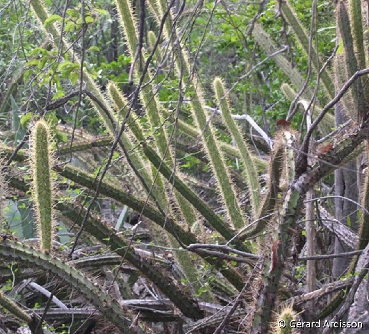 Leptocereus maxonii Parc Nal Baracoa Stgo Ardisson b 600